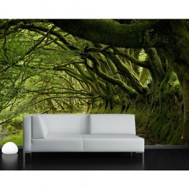 Tussen De Bomen