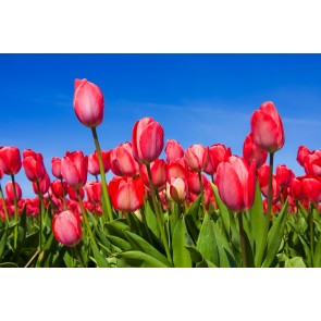 Roze Tulpen