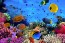 Aquarium - Fotobehang 3D